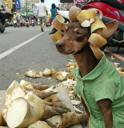 viral-dog-vendor-2