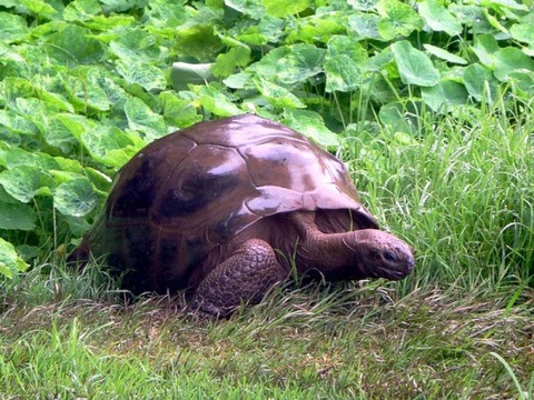 jonathan-the-giant-tortoise