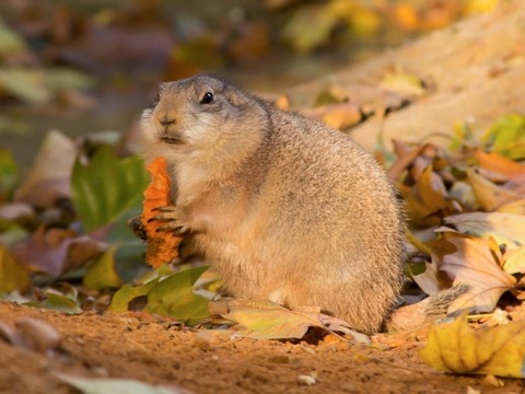 prairie-dog