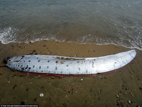 oarfish4