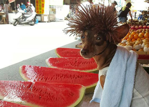 viral-dog-vendor-61