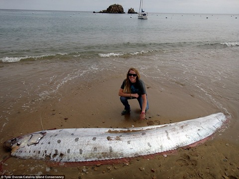 oarfish1