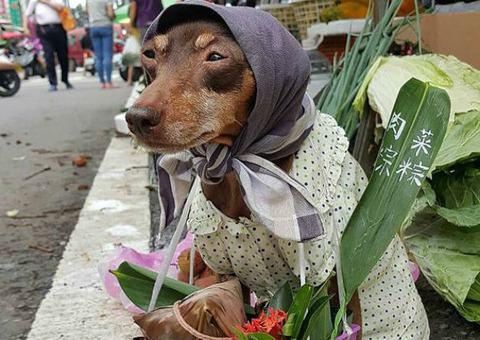 viral-dog-vendor-4