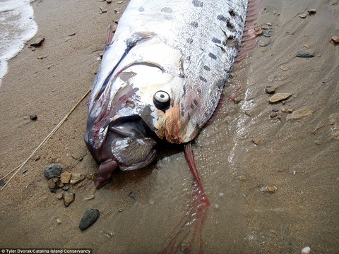 oarfish2