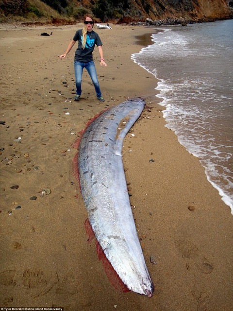 oarfish5