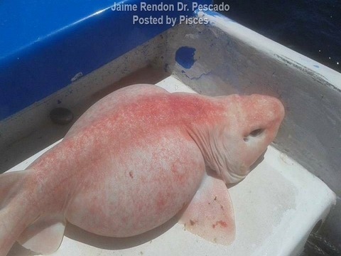 albino-swell-shark