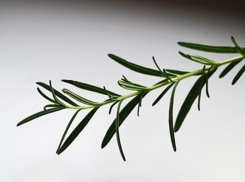 rosemary-herb