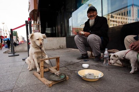 犬と一緒に物乞いするホームレスの老人