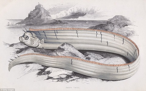 oarfish7