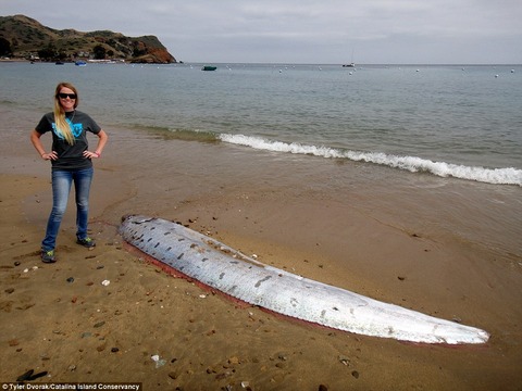 oarfish3