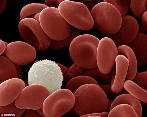 blood cells