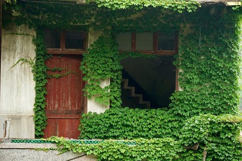 緑の家4